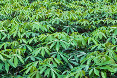 Full frame shot of plants growing on field