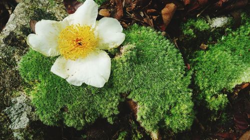 High angle view of white flowering plant