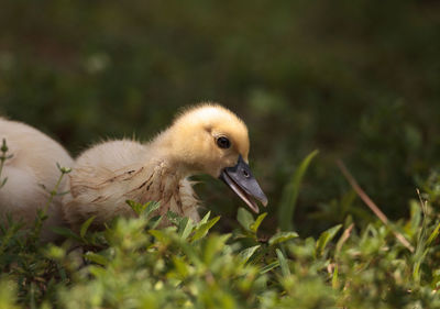 Yellow baby muscovy ducklings cairina moschata in a pond in naples, florida in summer.