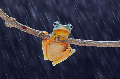 Close-up of frog in fish tank