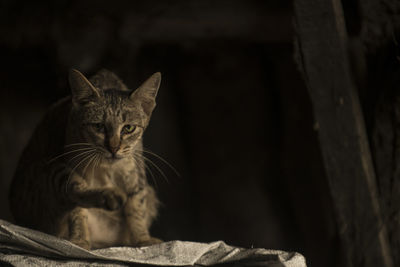 Close-up portrait of cat sitting