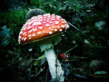 Close-up of red mushroom growing in field