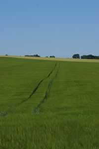 Scenic view of agricultural field against clear sky