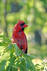 Close-up of red cardinal perching on branch