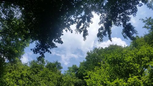 Low angle view of trees against sky