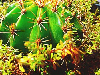 Close-up of cactus plant