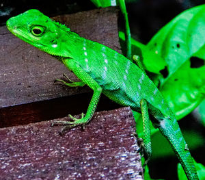 Close-up of lizard on leaf