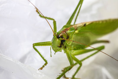 Close-up of insect