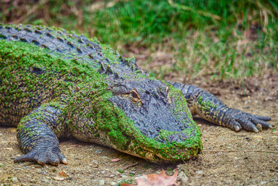 Close-up of a n alligator on field