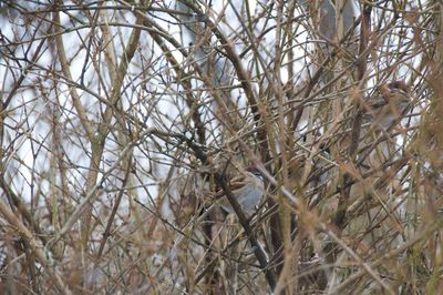 Close-up of bird perching on branch