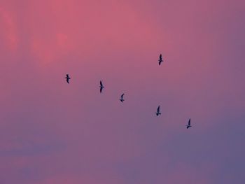 Low angle view of birds flying in sky