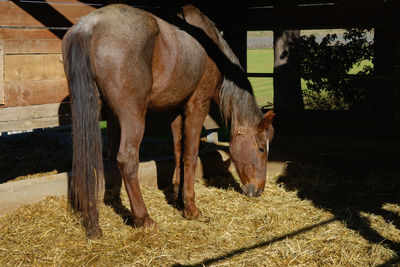 Horse standing in stable