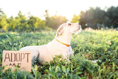 Pet care. a cute mixed breed puppy with the words adopt me laying in the grass in the park