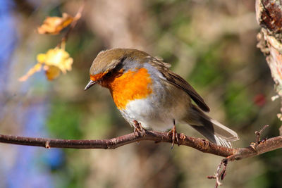 Robin perched on a branch looking down 