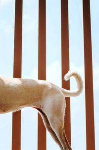 A picture of a dog standing against sky