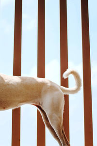 Low angle view of dog standing against sky
