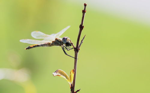 Close-up of insect on plant