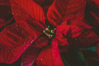 Close-up of red flower