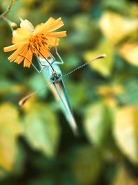 Close-up of insect on flower