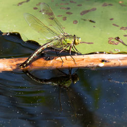 Close-up of dragonfly on wood in lake