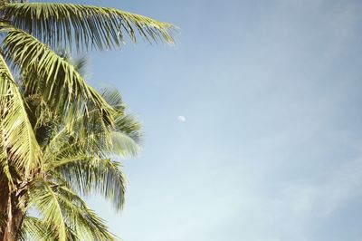 Low angle view of palm trees against blue sky