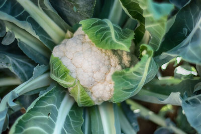 Close-up of vegetables