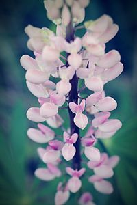 Close-up of pink flowers