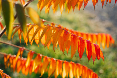Autumn red orange leaves of sumac or vinegar tree