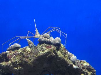 Close-up of insect on sea