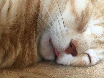 Close-up of a cat sleeping