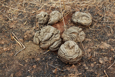 High angle view of shells on land