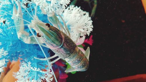 Close-up of fish swimming in aquarium