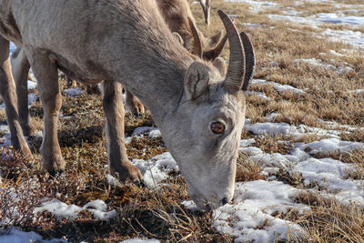 Deer in a field