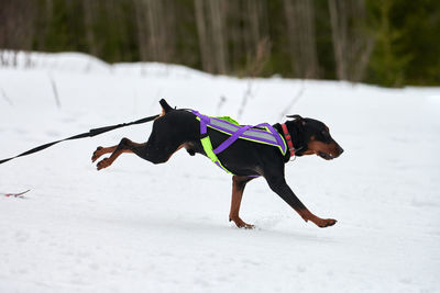 Skijoring dog racing. winter dog sport competition. doberman dog pulls skier. active skiing