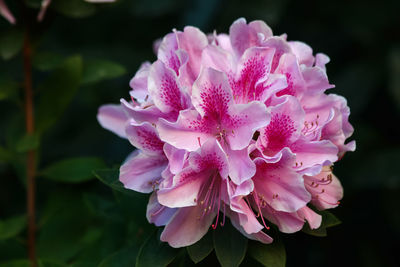 Close-up of pink rose