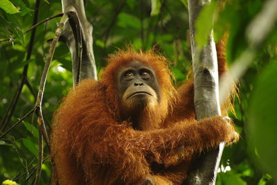 Wild orangutan in the jungle, sumatra, bukit lawang
