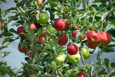 Close-up of apples growing on tree