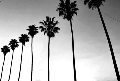 Low angle view of palm trees against sky