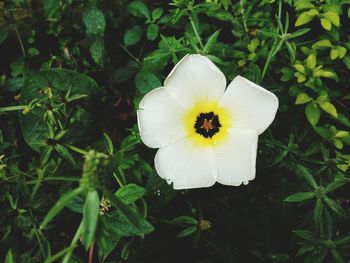 Close-up of white flowers blooming outdoors