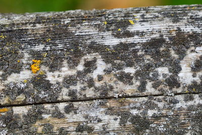 Close-up of lichen on tree trunk