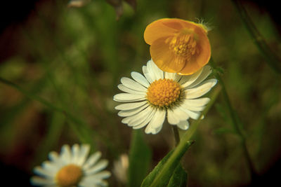 Close-up of white flowering plant