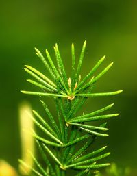 Close-up of plant