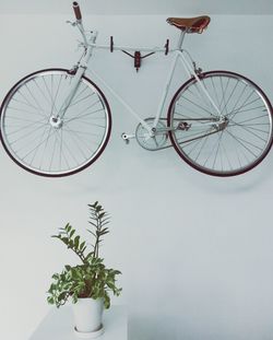 Potted plants