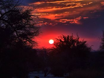 Silhouette of trees at sunset