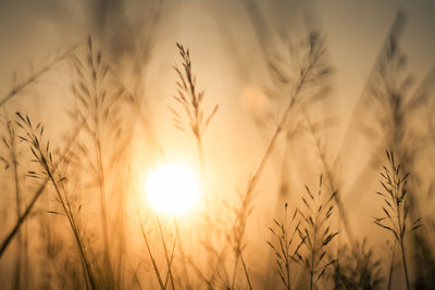 Close-up of silhouette plants against sunset sky