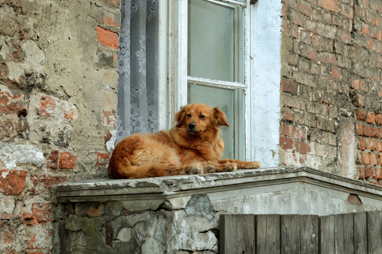 PORTRAIT OF DOG SITTING BY WINDOW