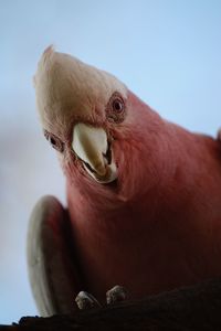 Close-up of a parrot