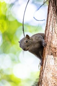 Close-up of squirrel on tree trunk