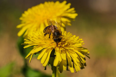 Close-up of bee pollinating on yellow flower