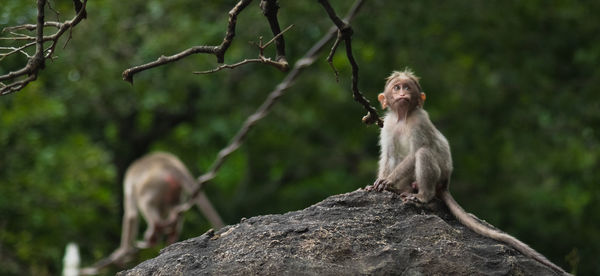 Monkeys sitting on rock